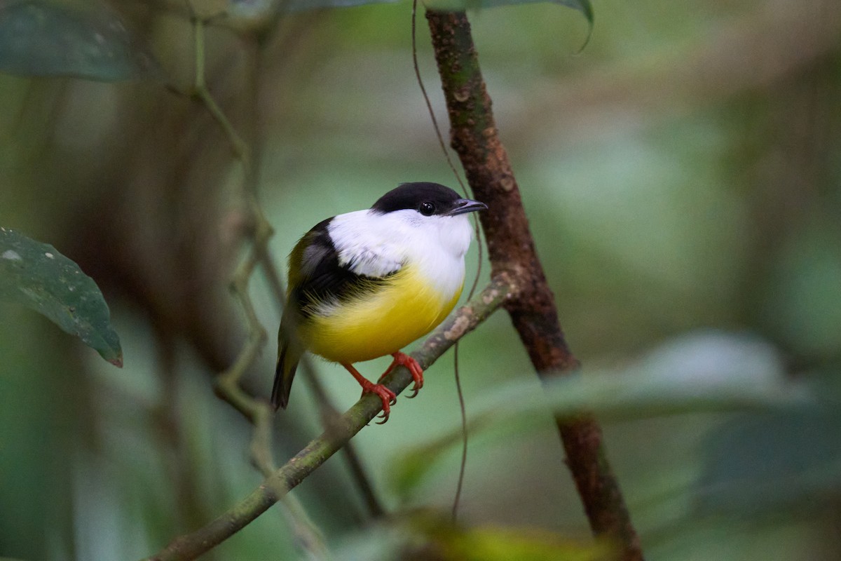 White-collared Manakin - ML640924377