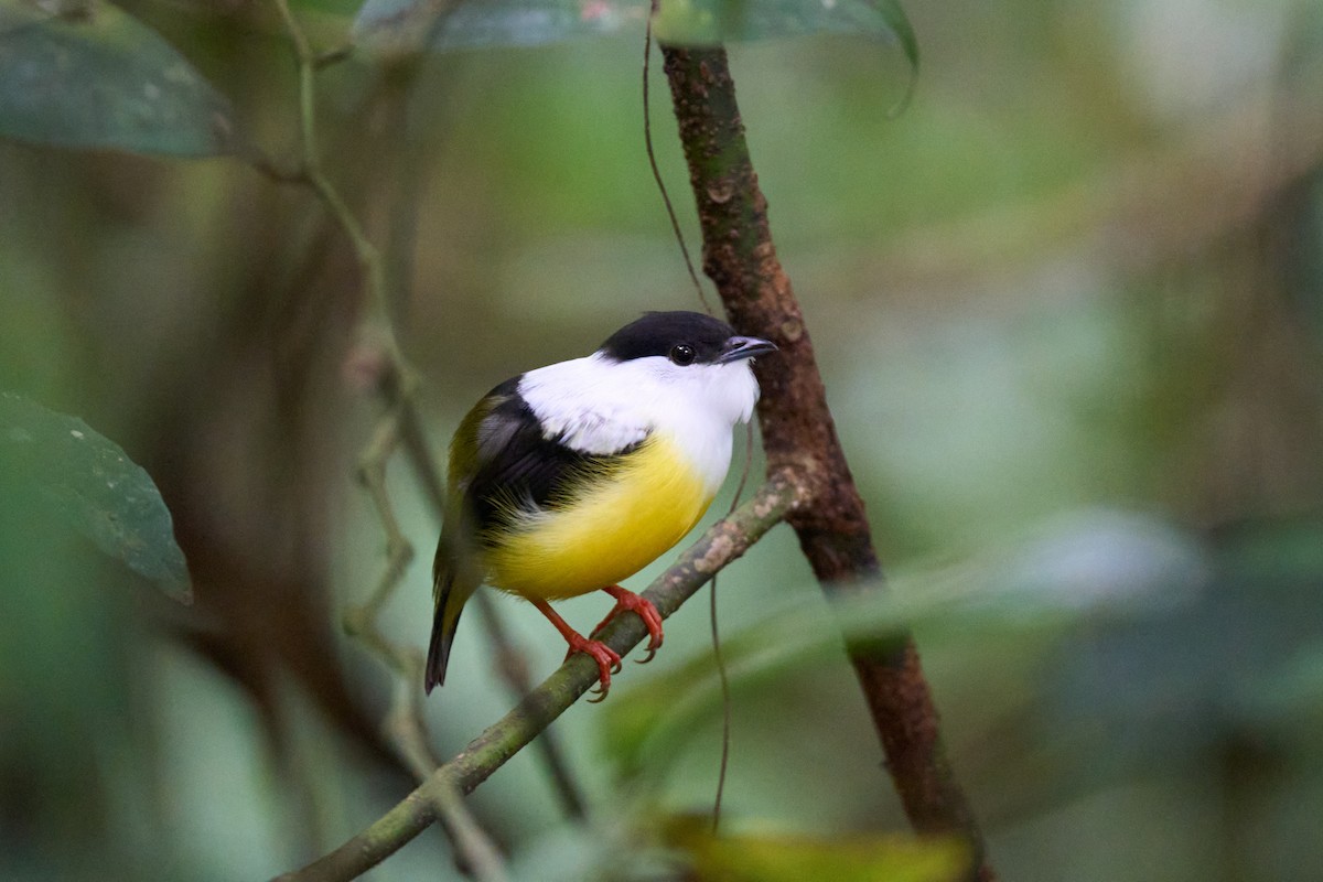 White-collared Manakin - ML640924378