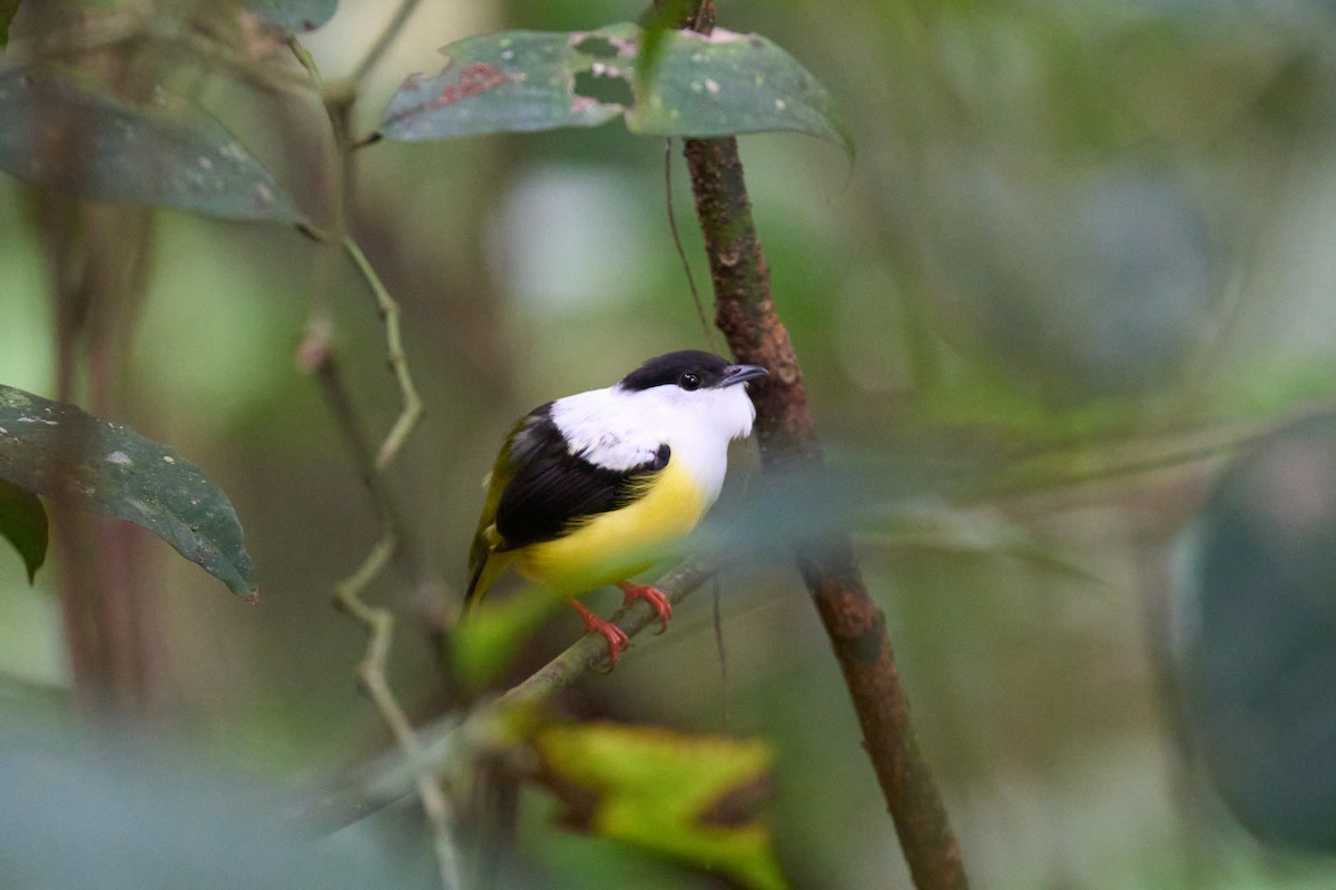 White-collared Manakin - ML640924379