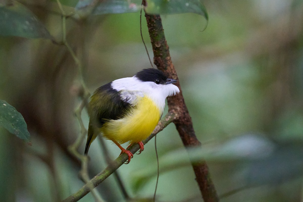 White-collared Manakin - ML640924380