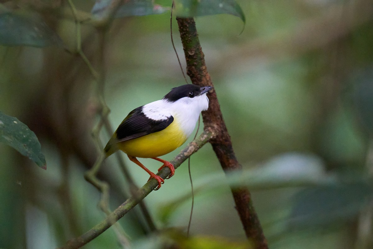 White-collared Manakin - ML640924381