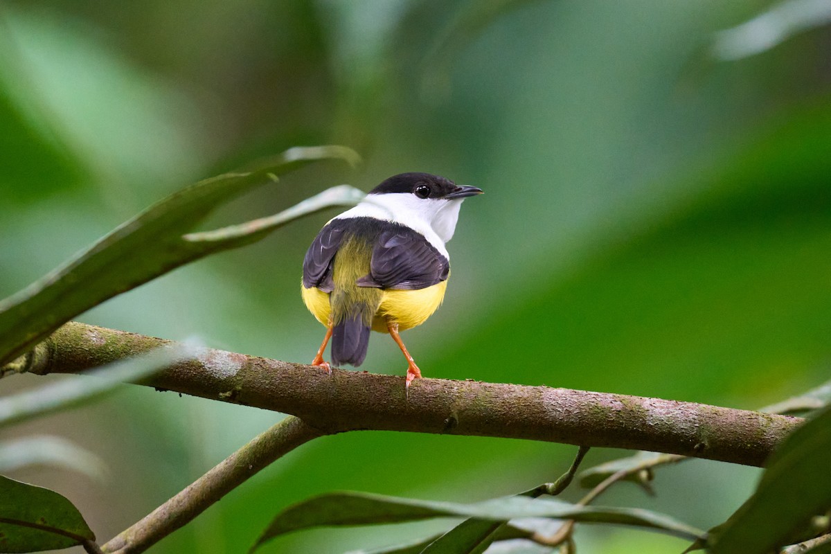 White-collared Manakin - ML640924383