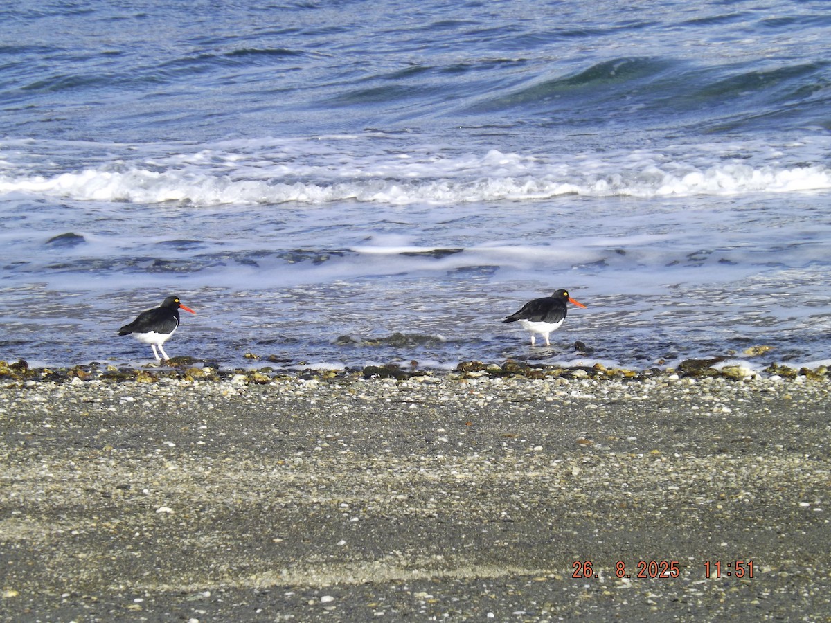 Magellanic Oystercatcher - ML640924473