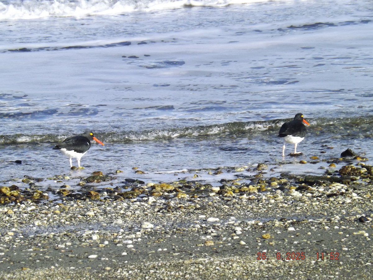 Magellanic Oystercatcher - ML640924474