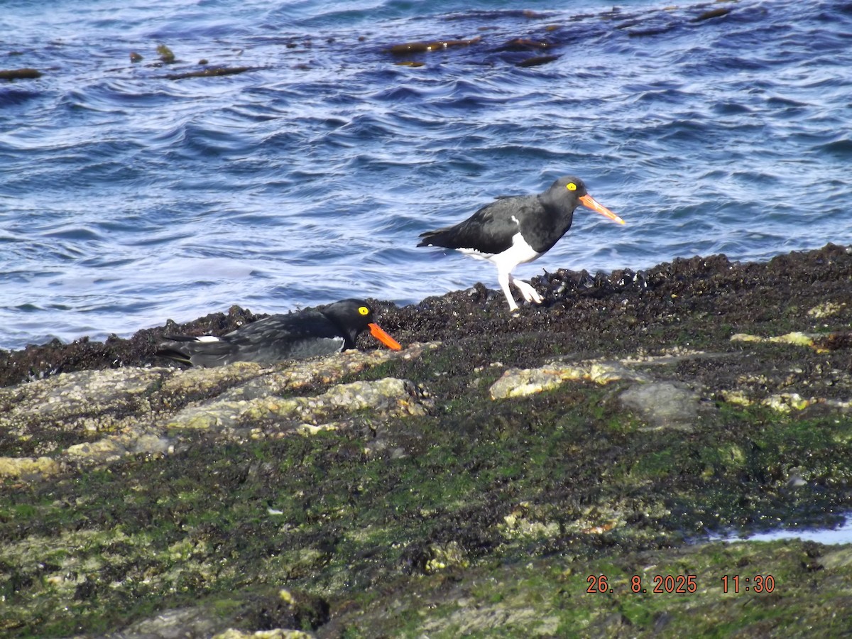 Magellanic Oystercatcher - ML640924475