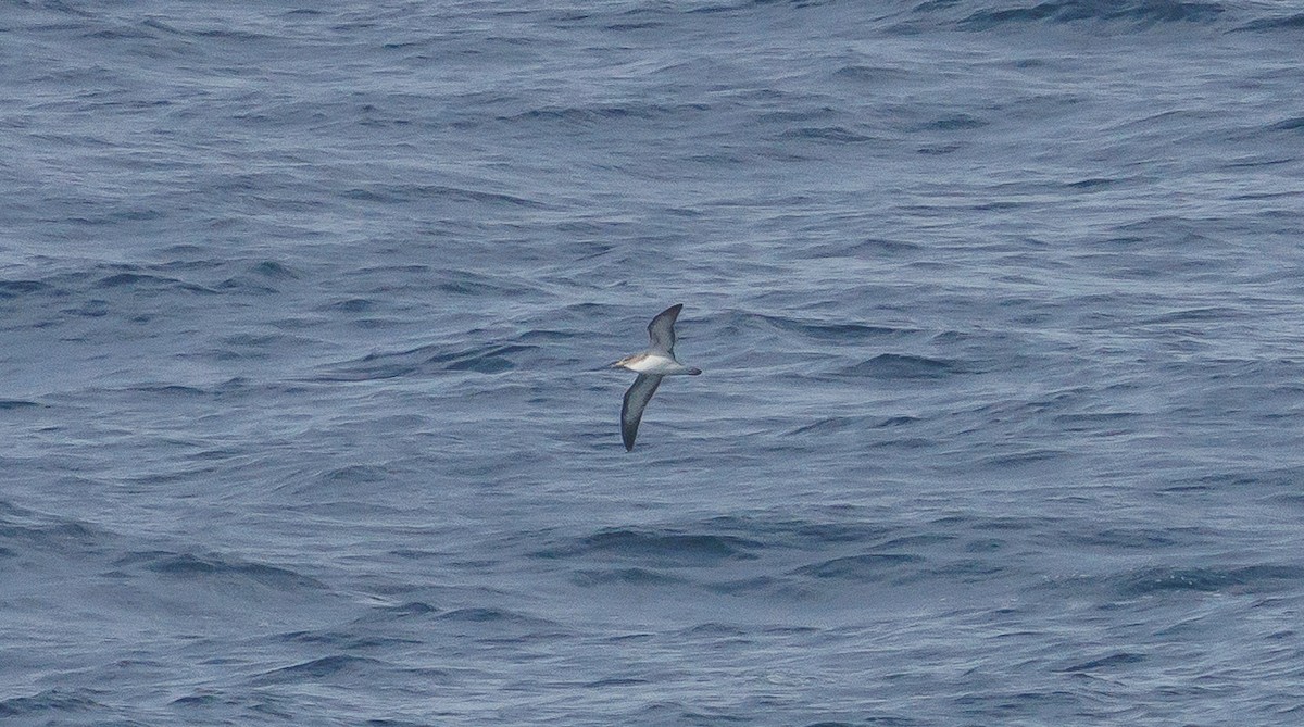 Cory's Shearwater - ML640924540