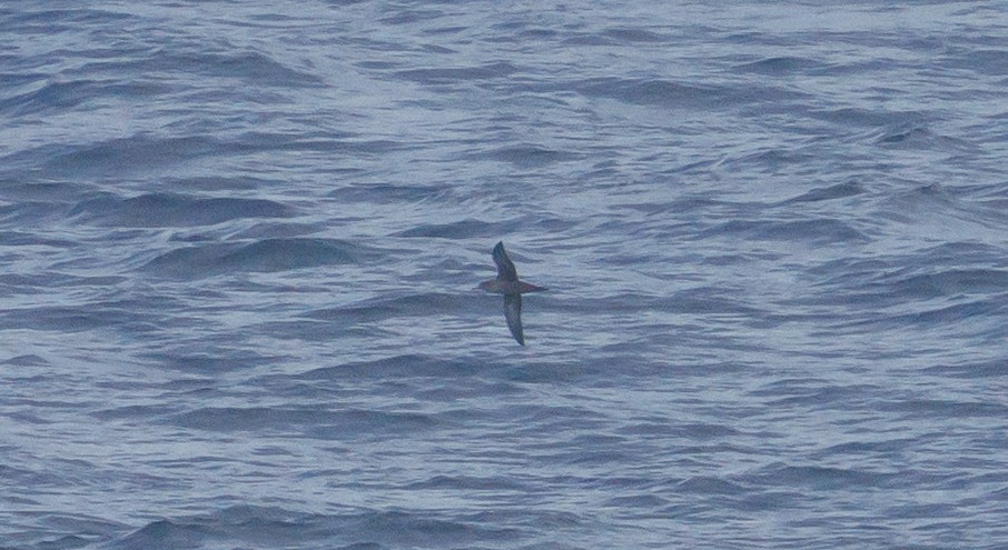Sooty Shearwater - ML640924543