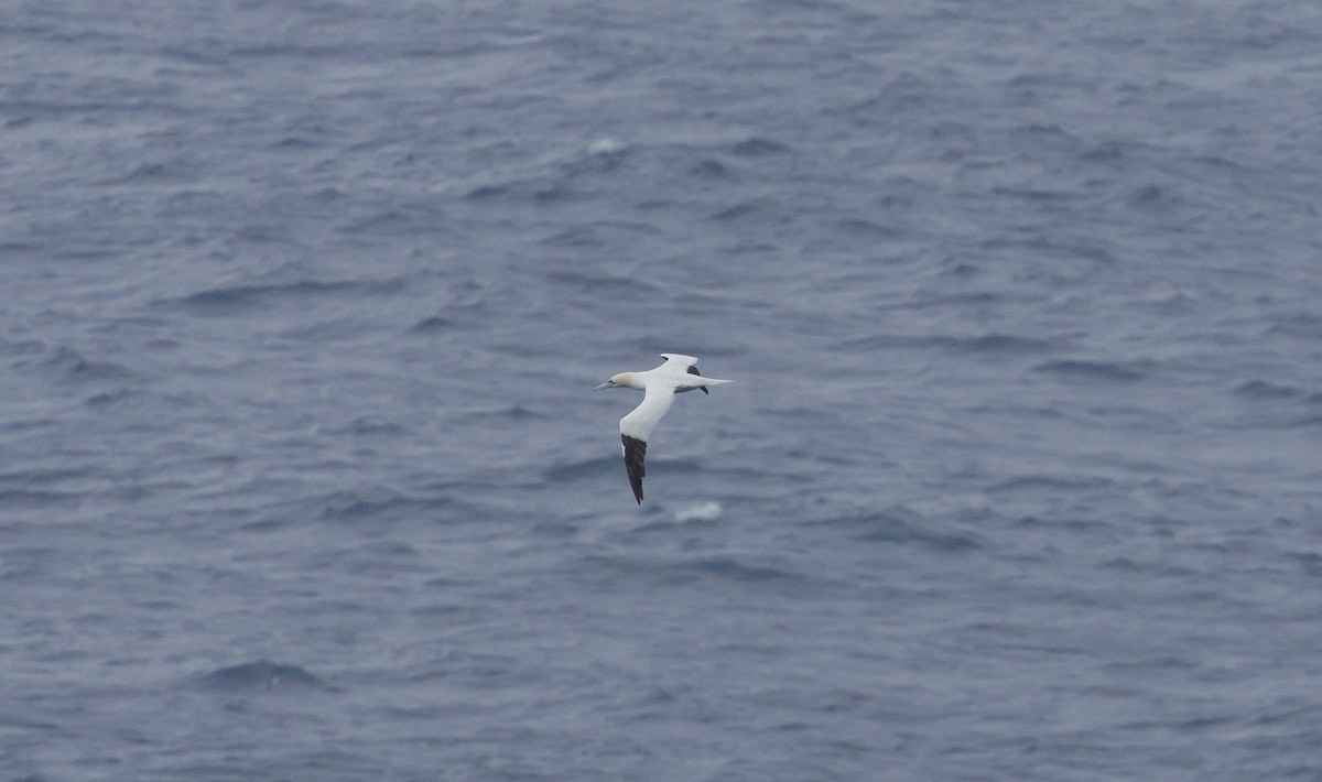 Northern Gannet - ML640924594
