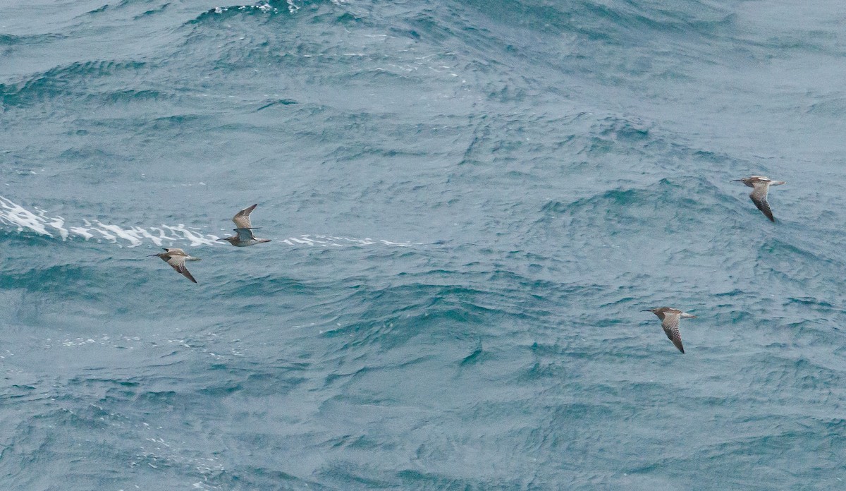 Eurasian Whimbrel - ML640924621