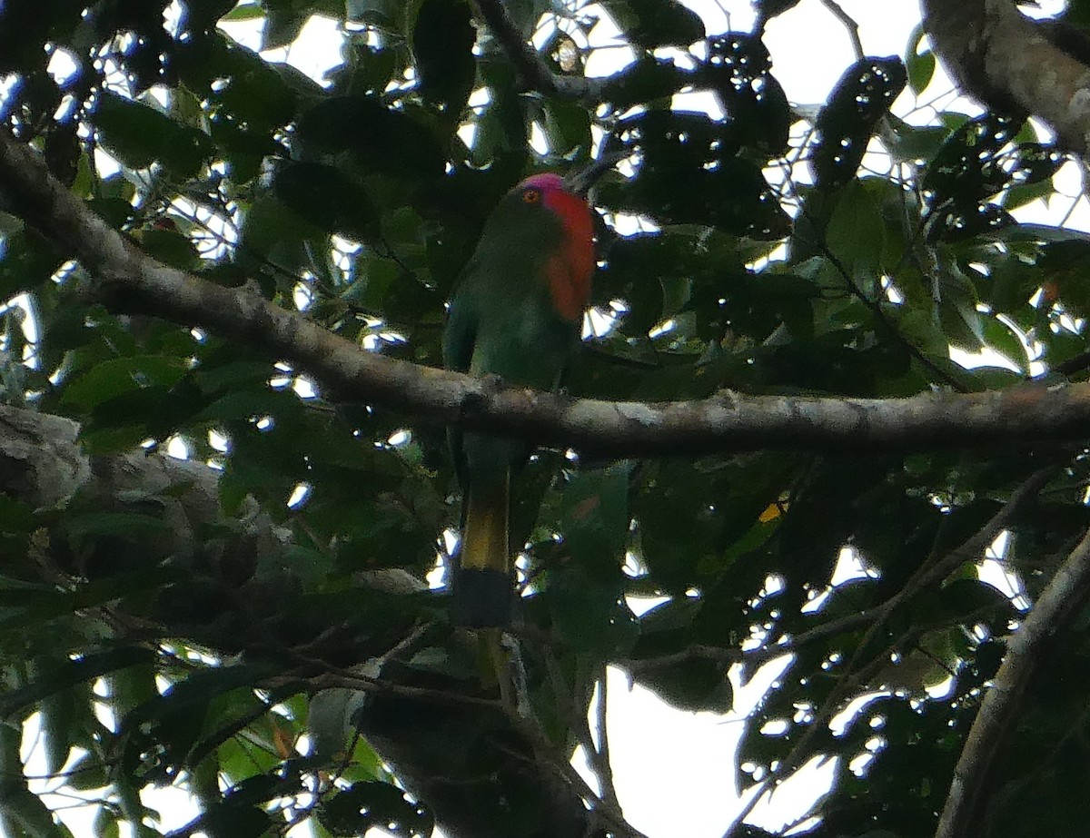 Red-bearded Bee-eater - ML640924642