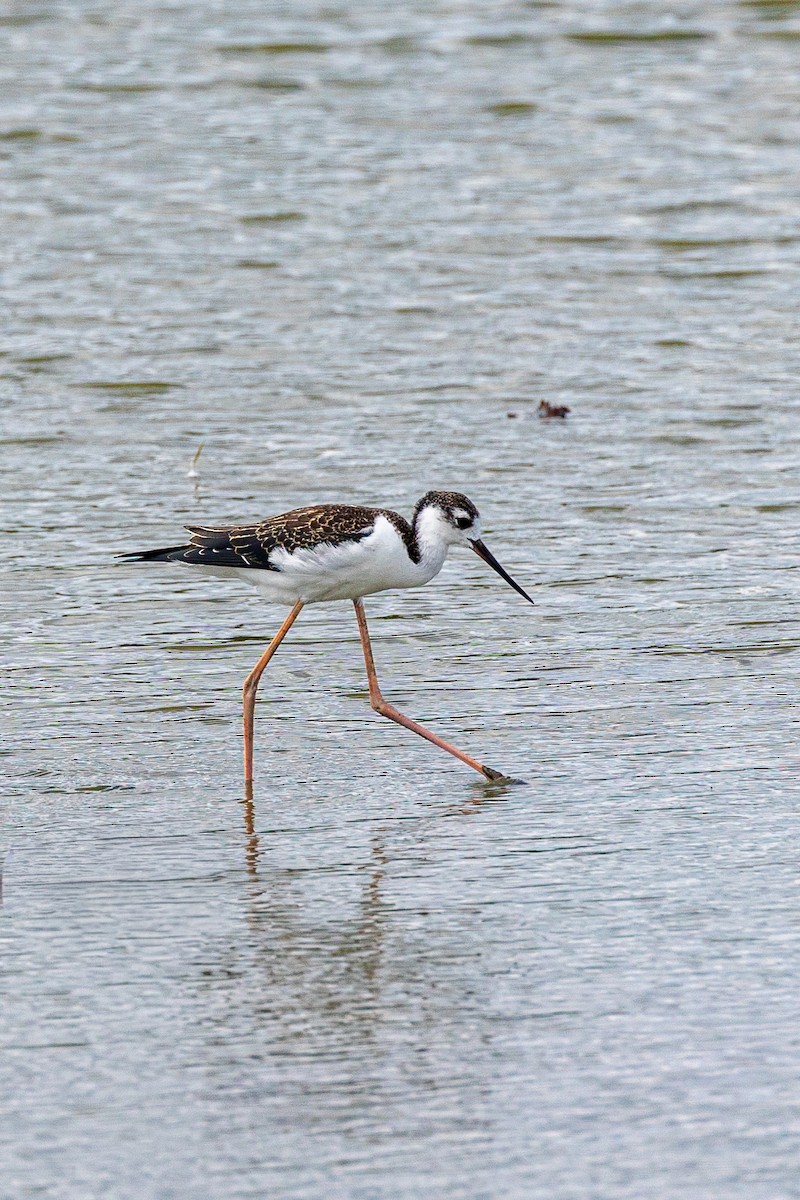 Black-necked Stilt - ML640924720