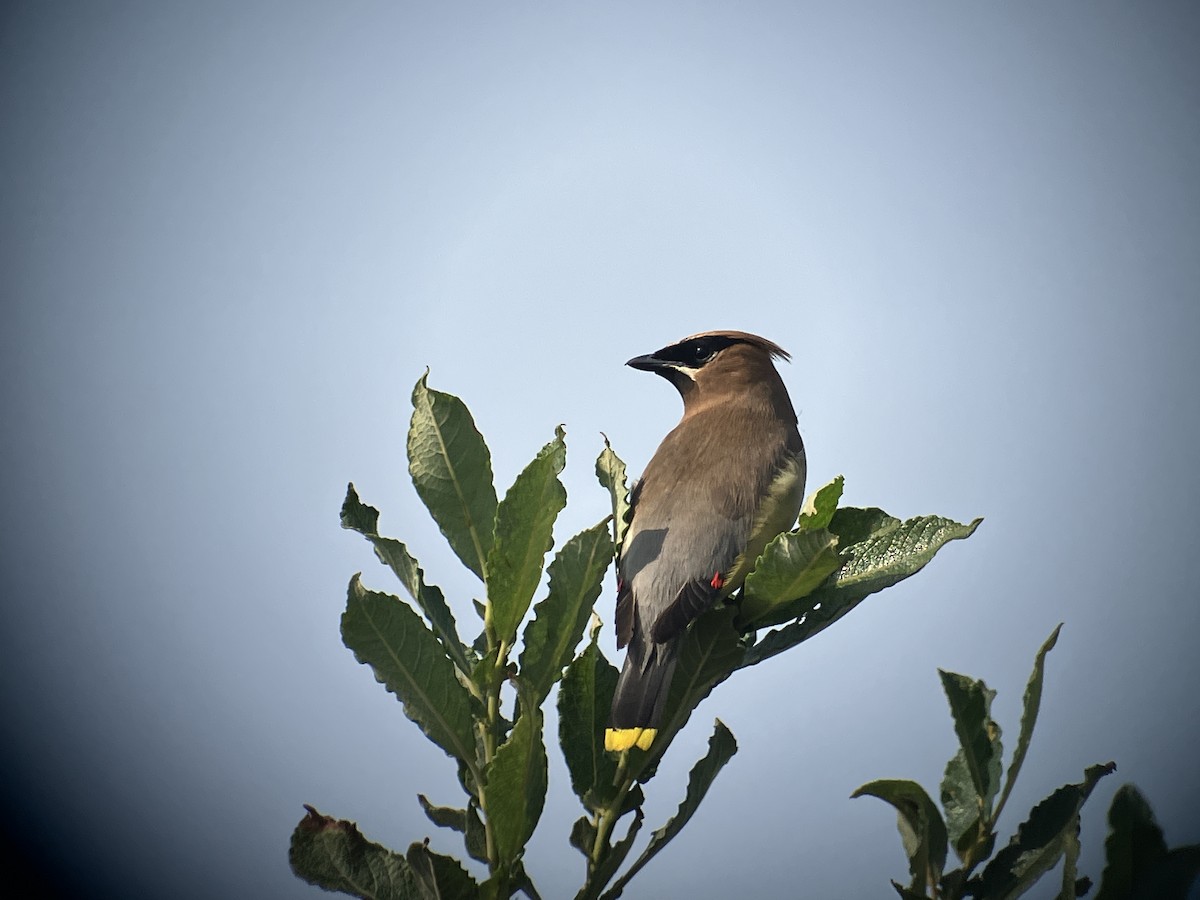 brkoslav americký - ML640924763