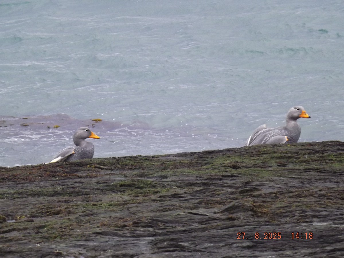 Flightless Steamer-Duck - ML640924797