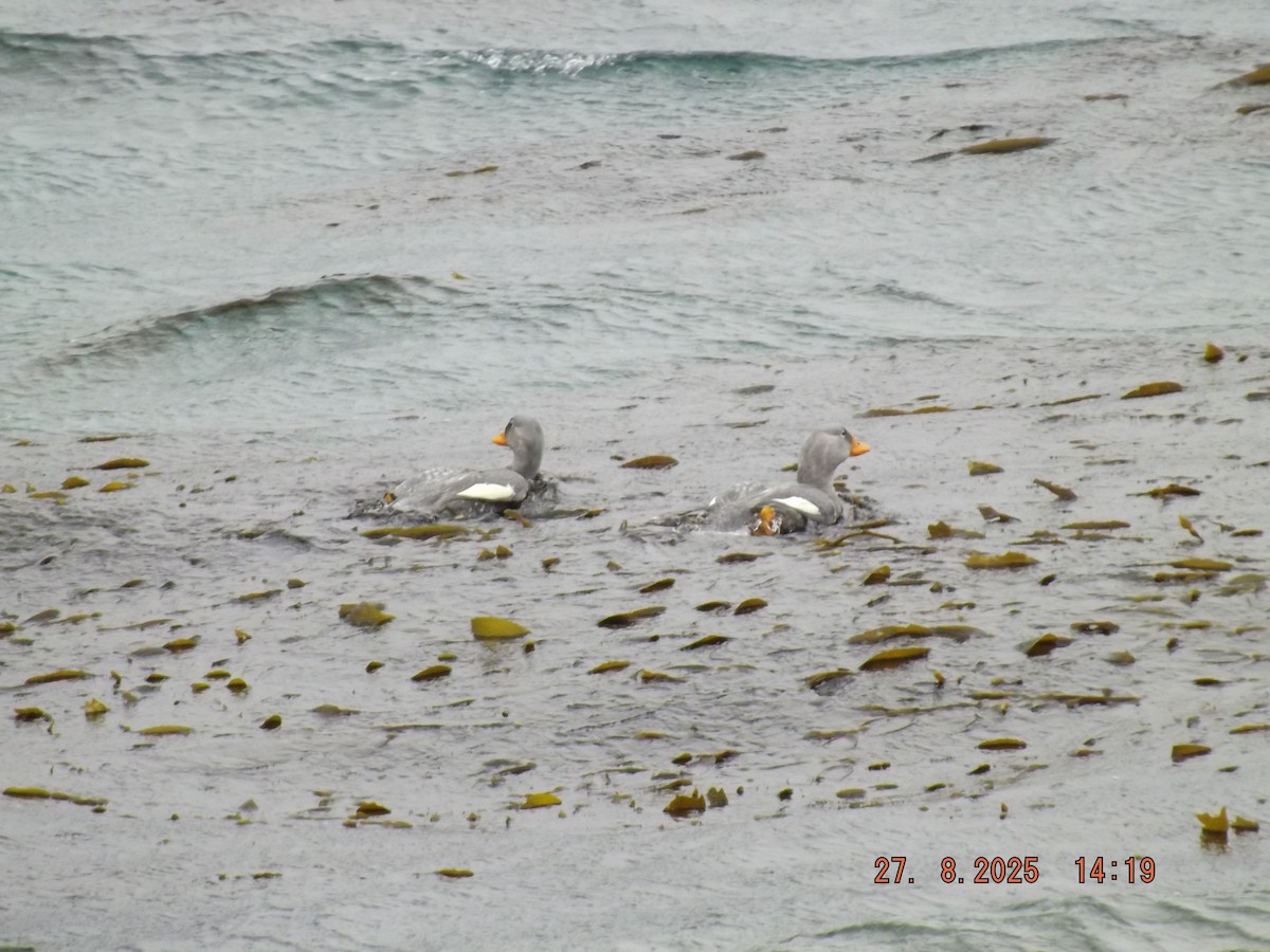 Flightless Steamer-Duck - ML640924798