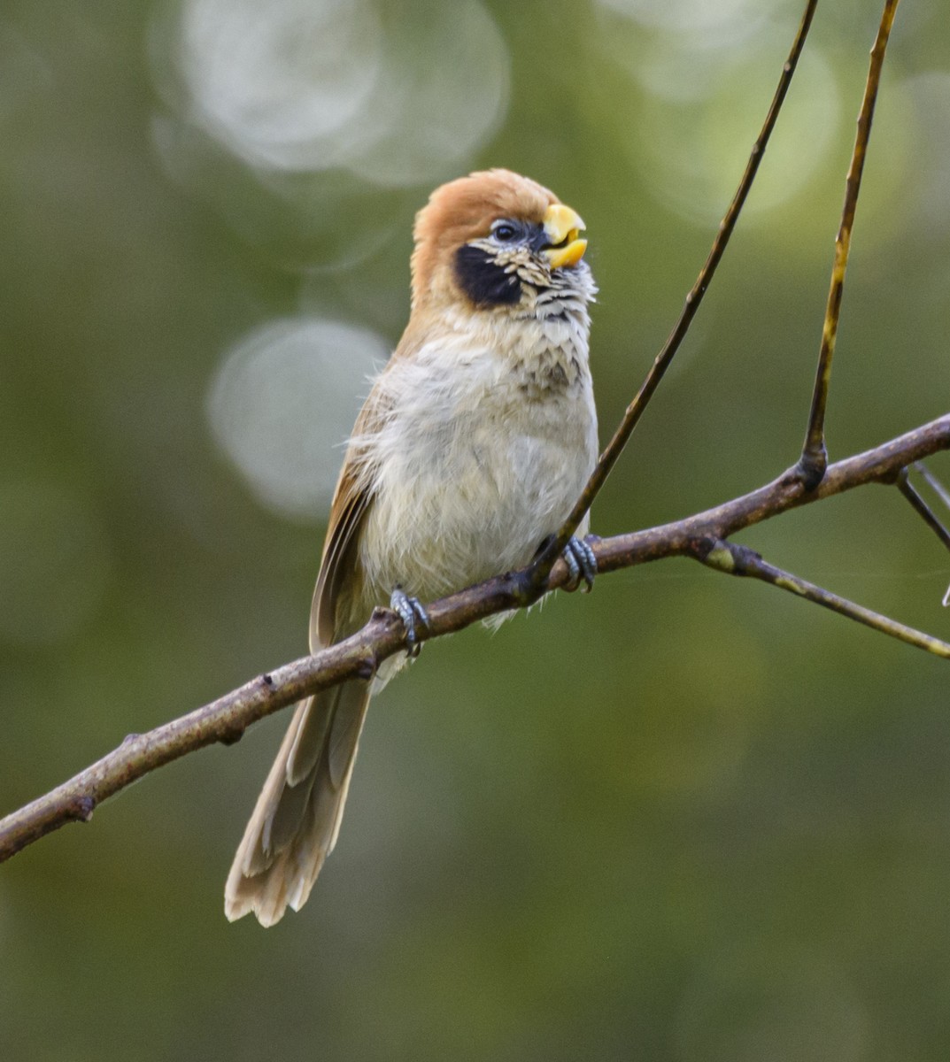 Spot-breasted Parrotbill - ML640924821