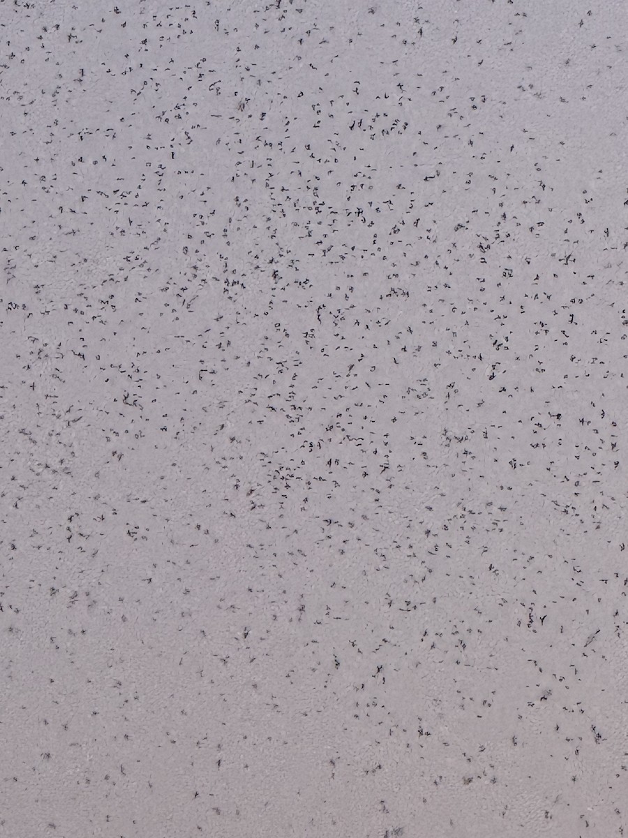 Purple Martin - ML640924869