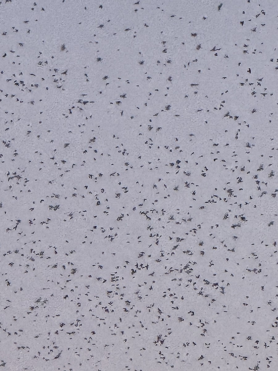 Purple Martin - ML640924870