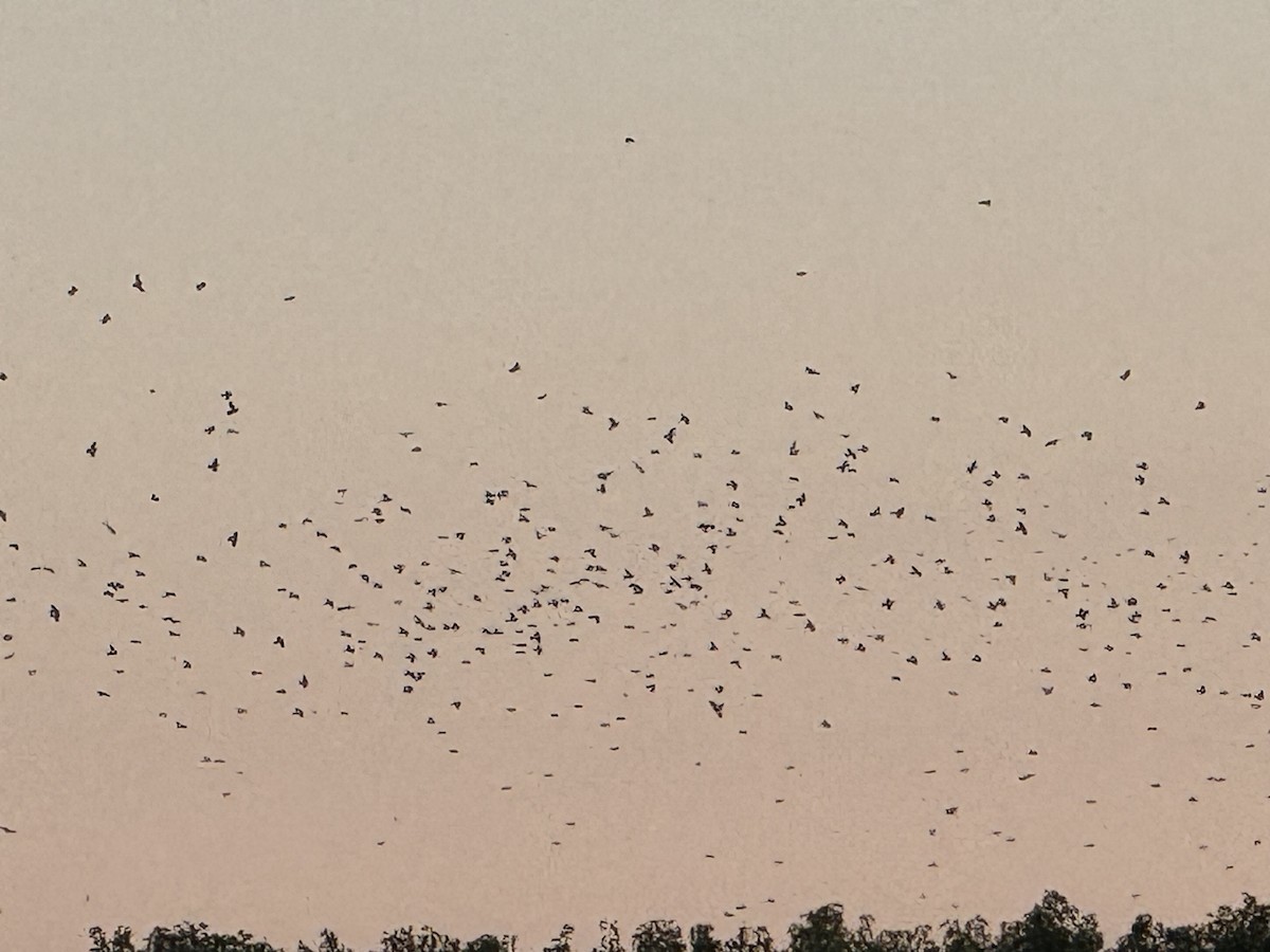 Purple Martin - ML640924871