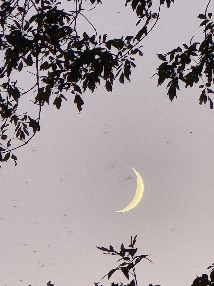 Purple Martin - ML640924872