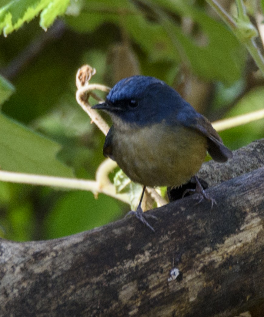 Slaty-blue Flycatcher - ML640924881