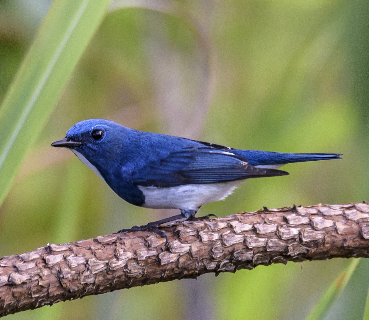 Ultramarine Flycatcher - ML640924899