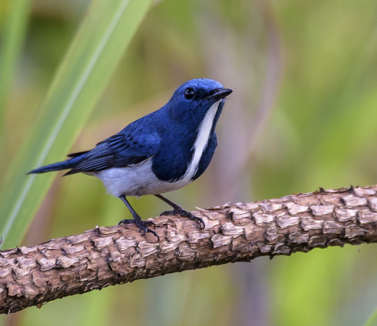 Ultramarine Flycatcher - ML640924900