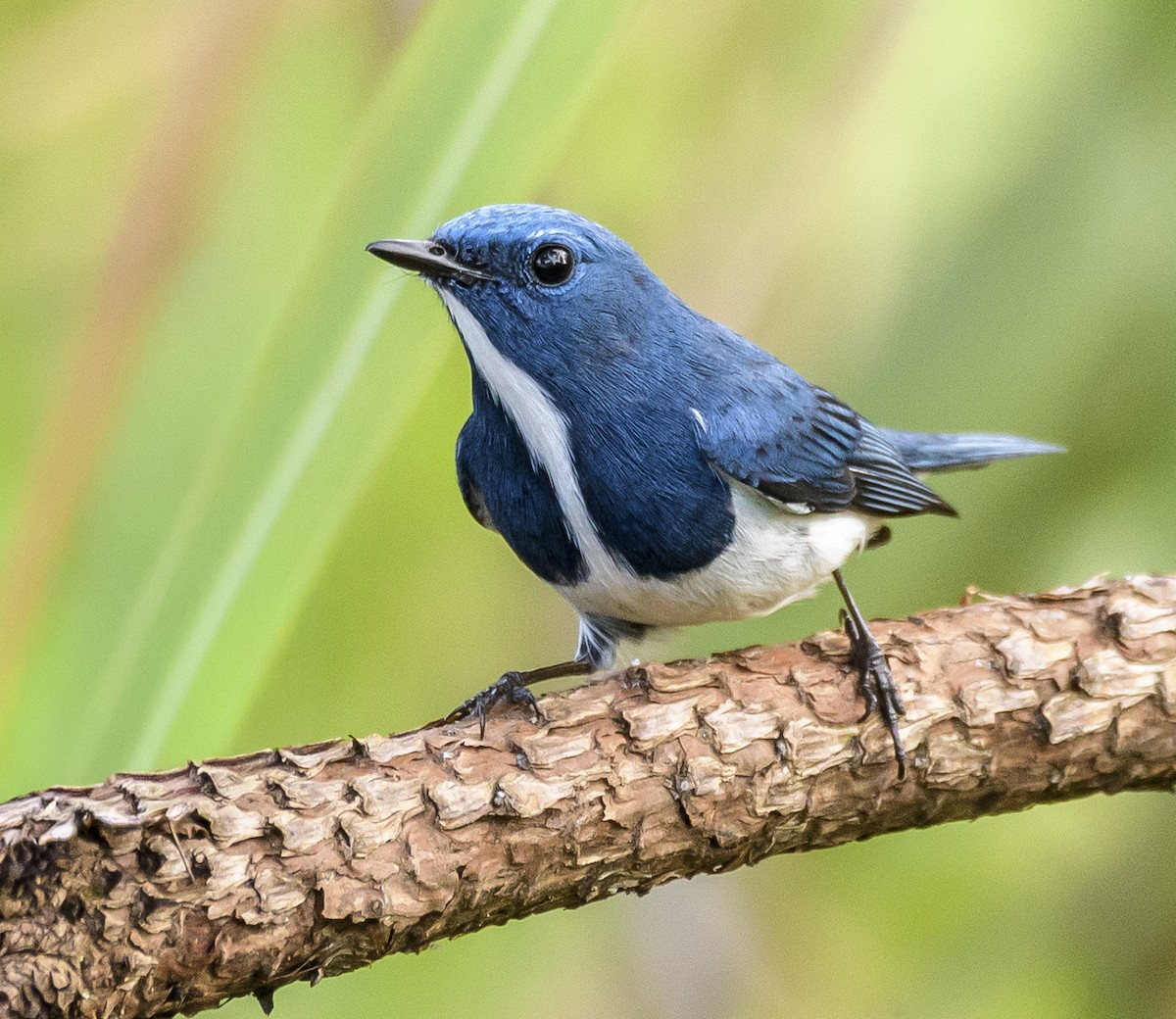 Ultramarine Flycatcher - ML640924901