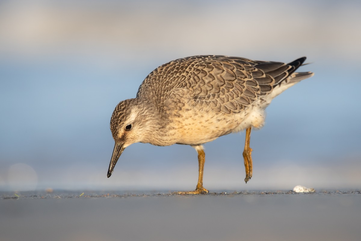 Red Knot - ML640924902