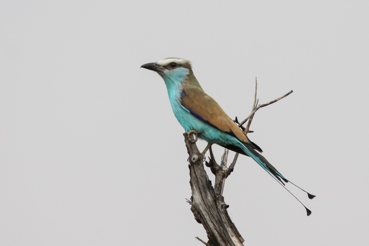 Racket-tailed Roller - ML640924904