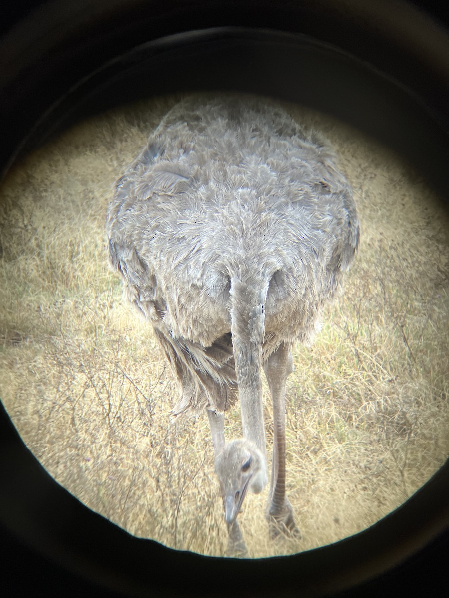 Common Ostrich - ML640924928