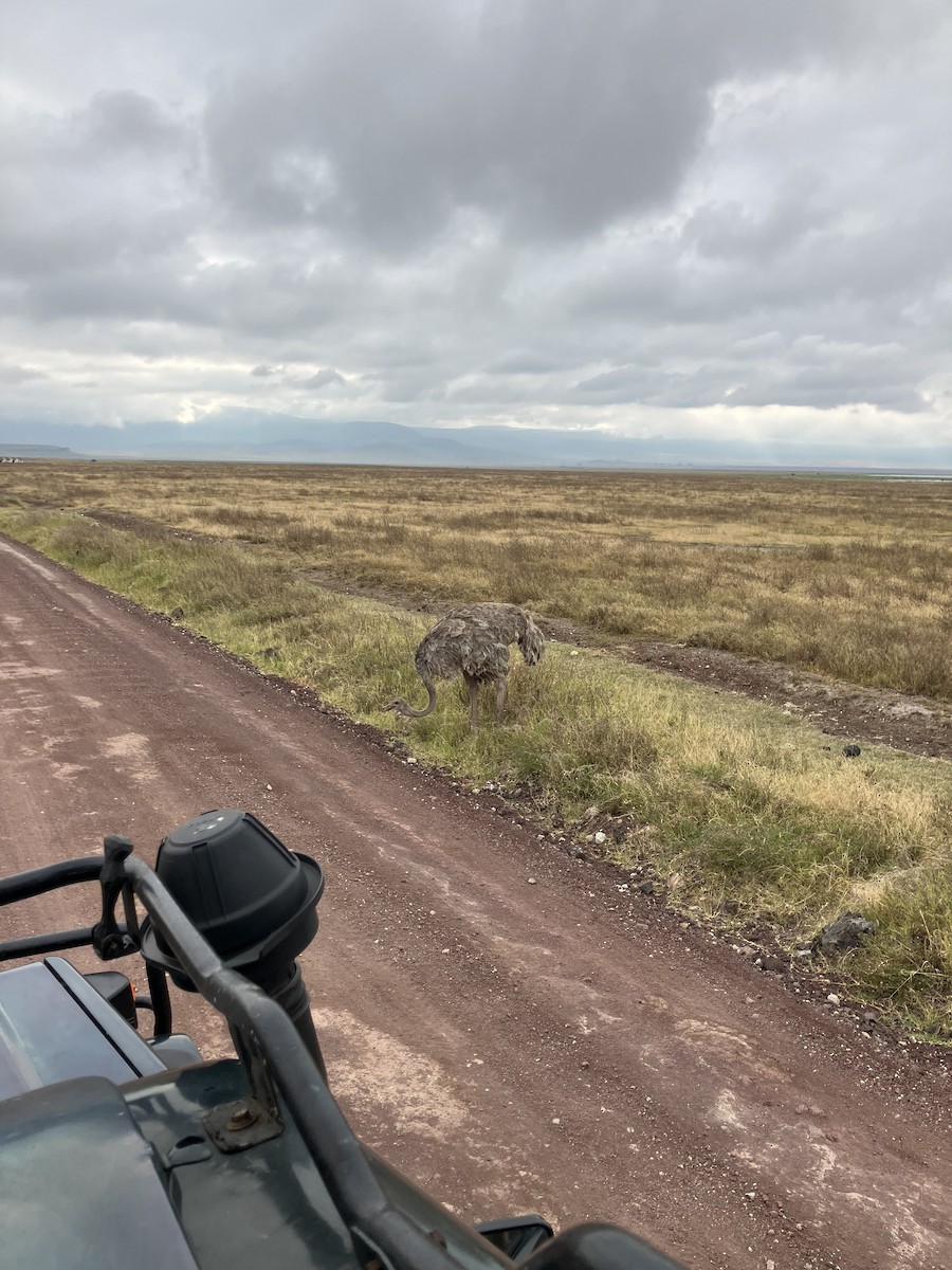 Common Ostrich - ML640924932