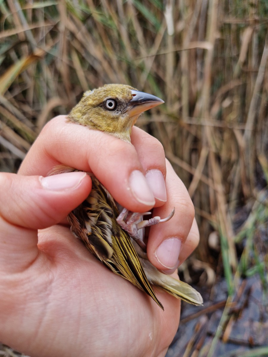 Black-headed Weaver - ML640924934