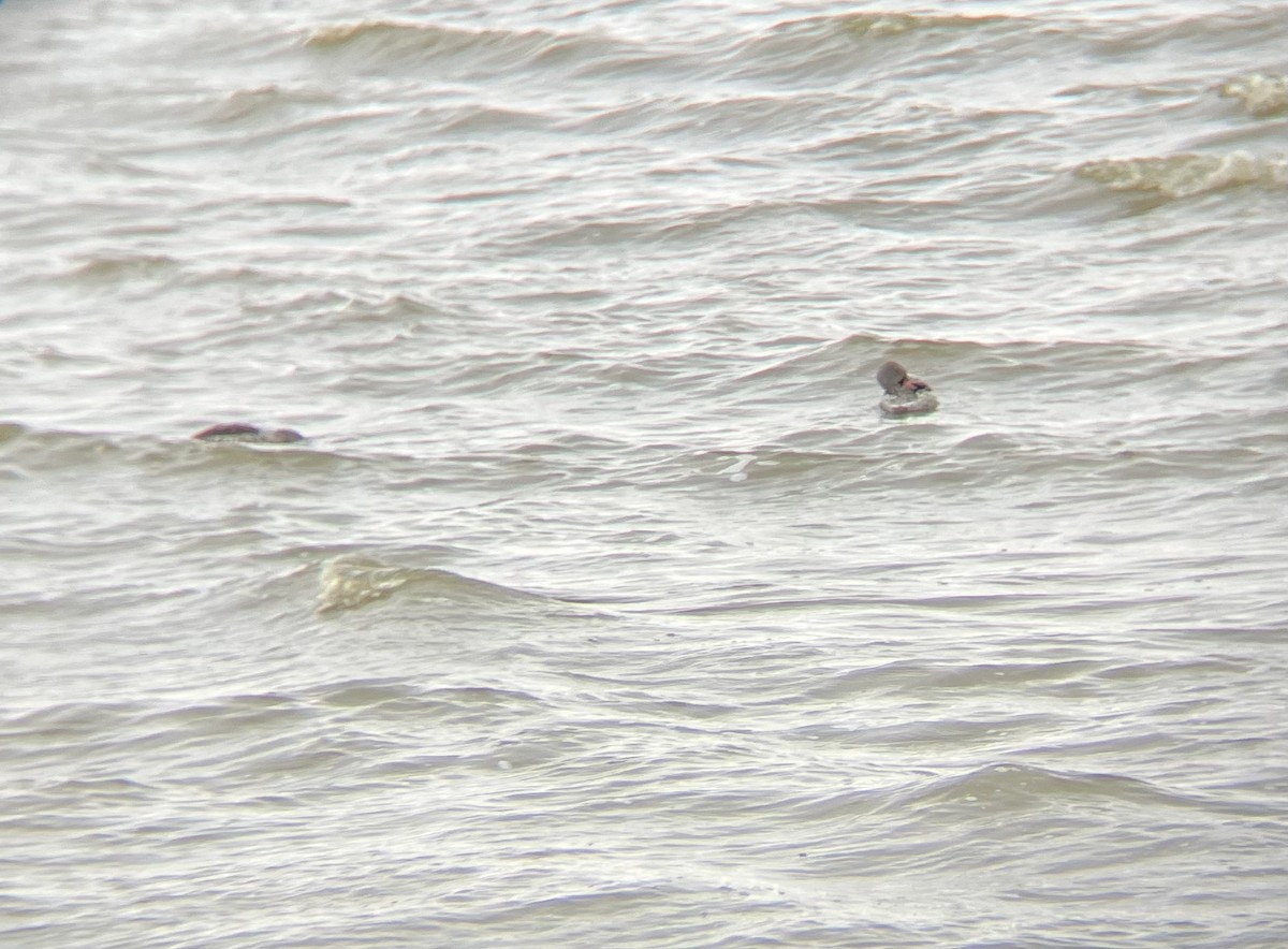 Cape Teal - ML640924948