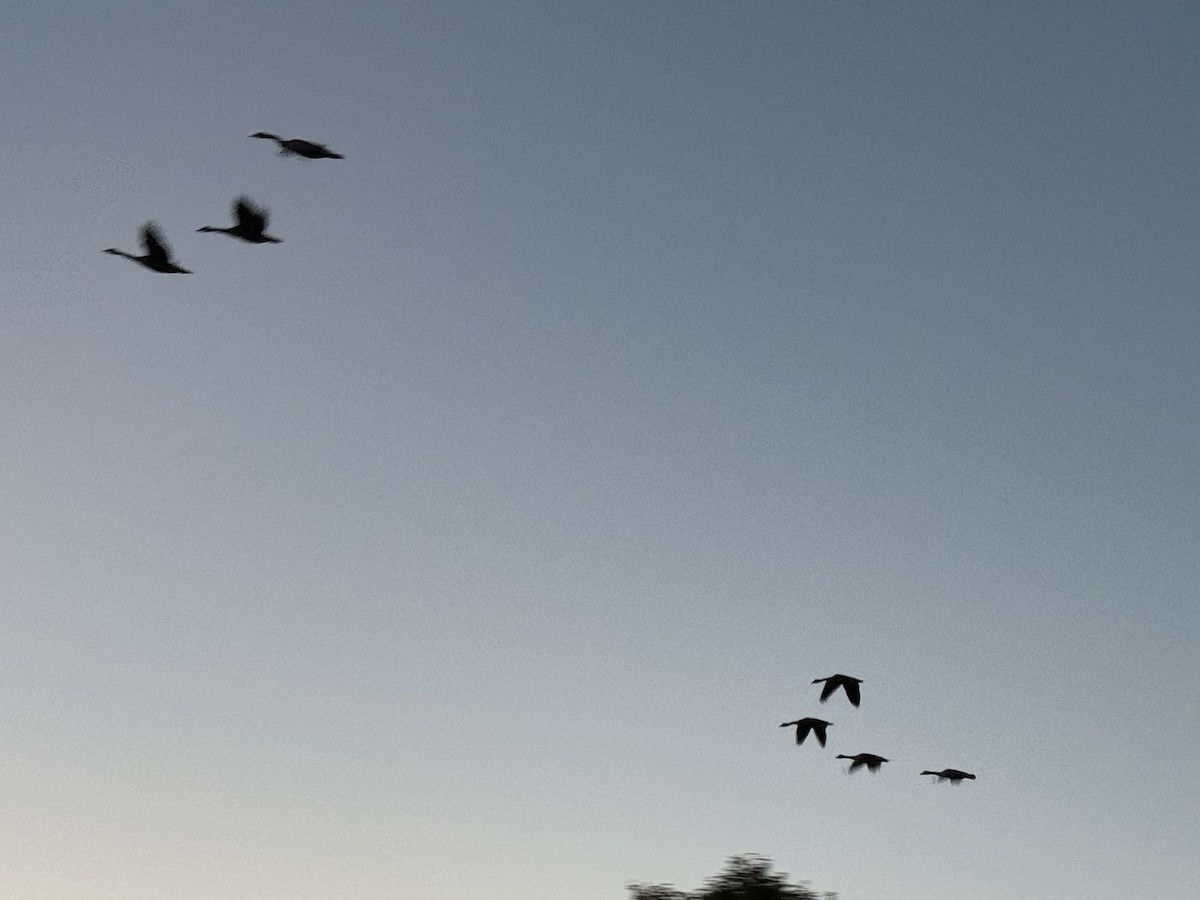 Oca canadese maggiore - ML640924957