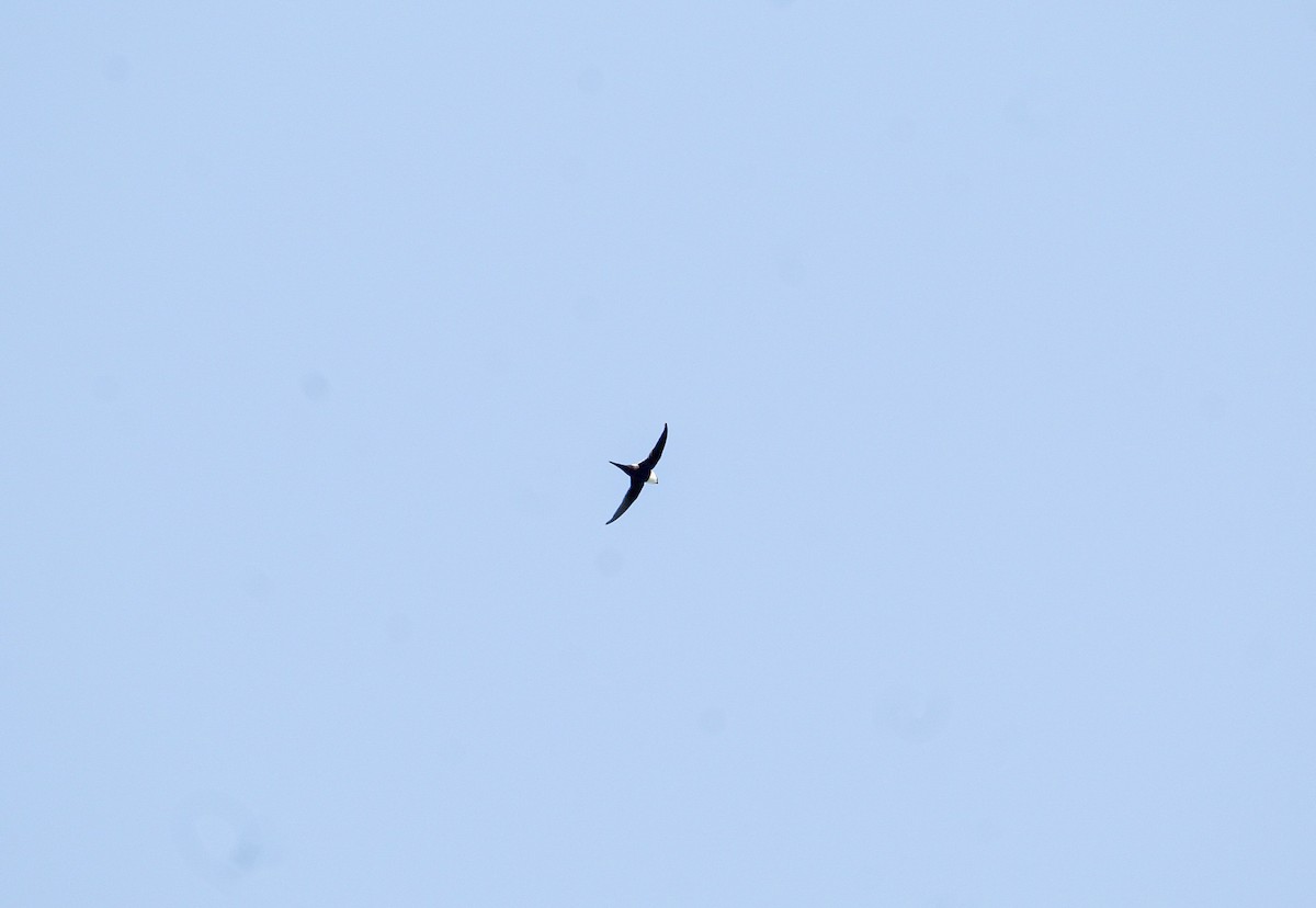 Lesser Swallow-tailed Swift - ML640924978