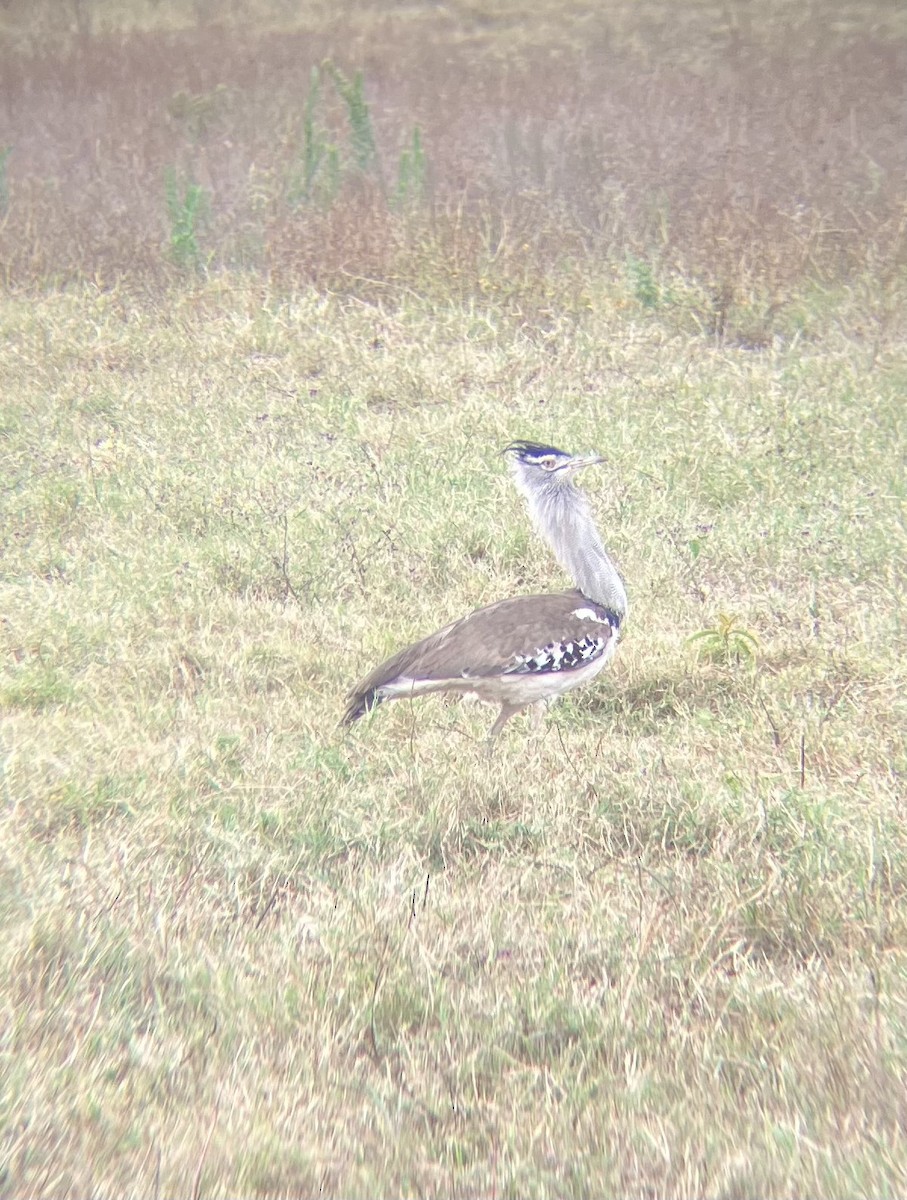 Kori Bustard - ML640924983