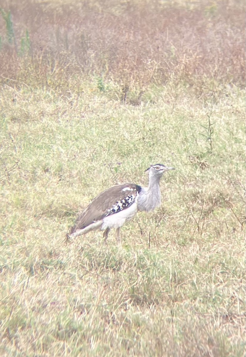 Kori Bustard - ML640924985