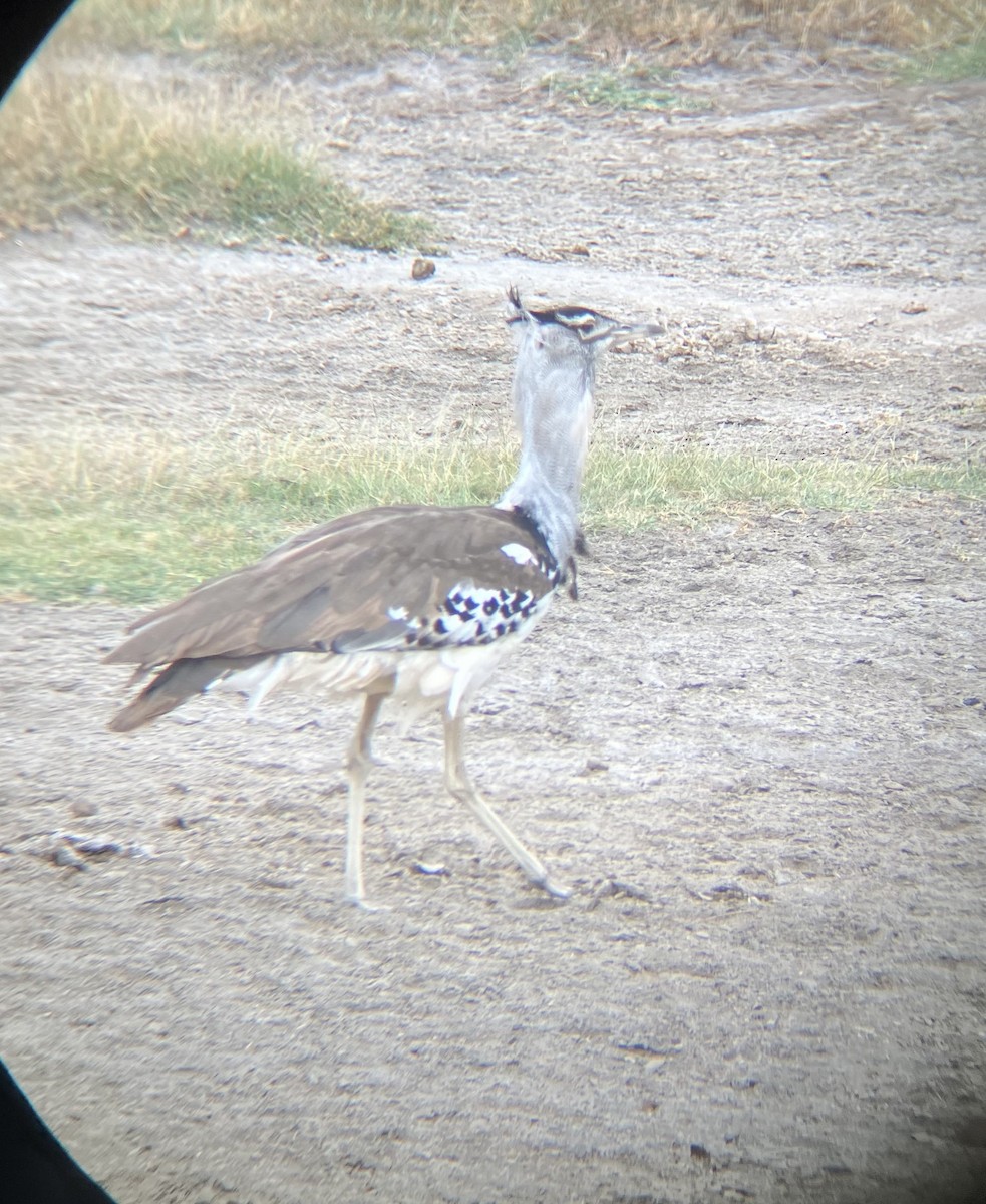 Kori Bustard - ML640924986