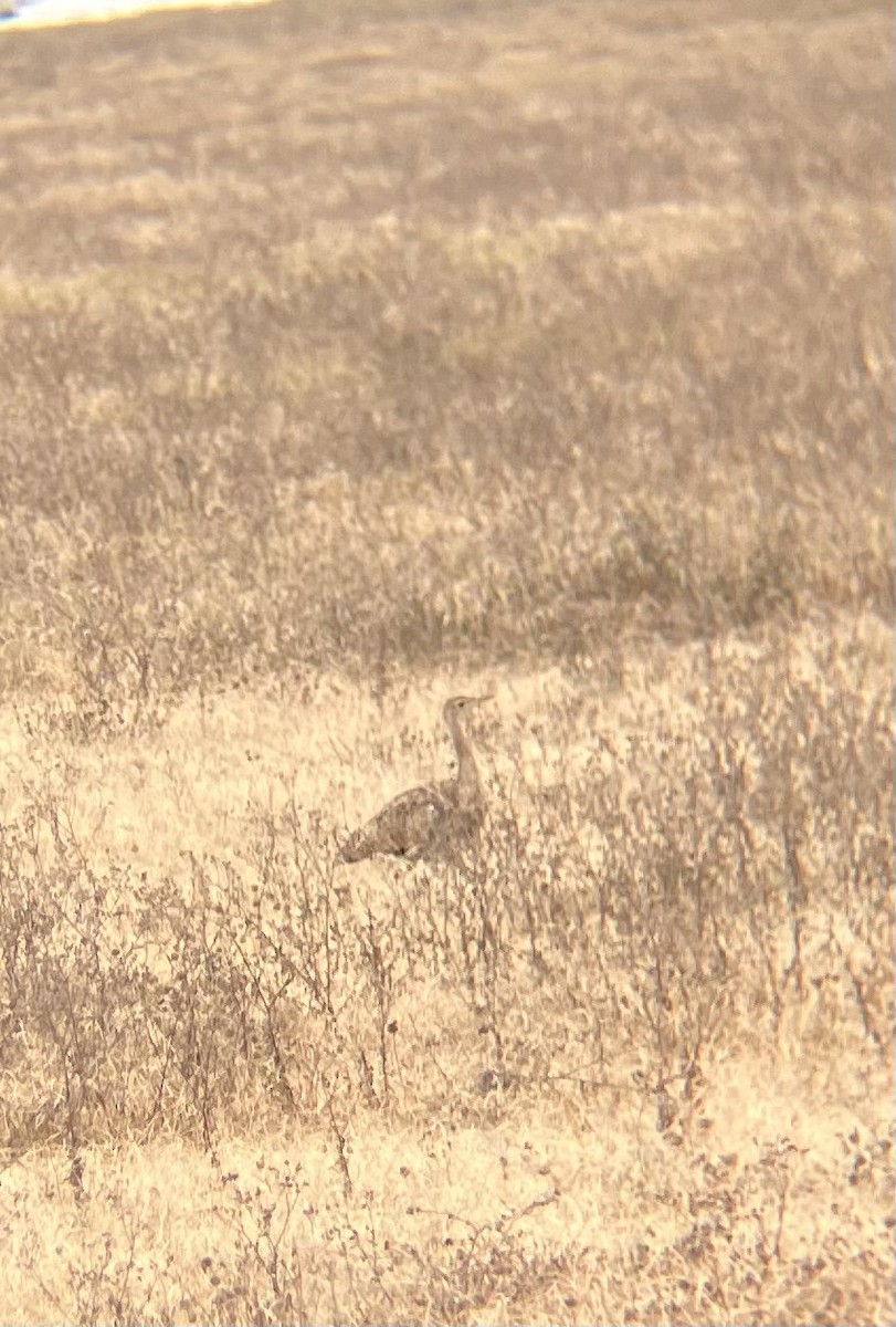 Black-bellied Bustard - ML640925001