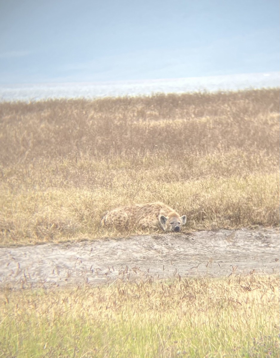 Black-bellied Bustard - ML640925002