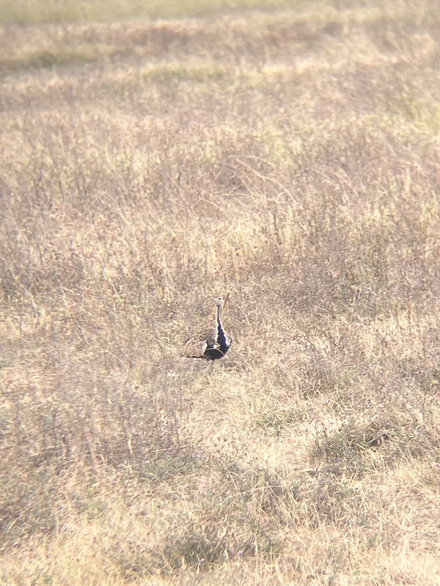 Black-bellied Bustard - ML640925003