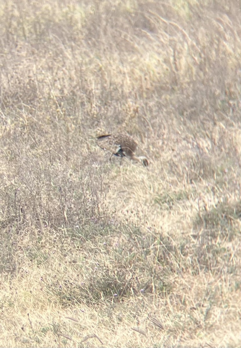 Black-bellied Bustard - ML640925004