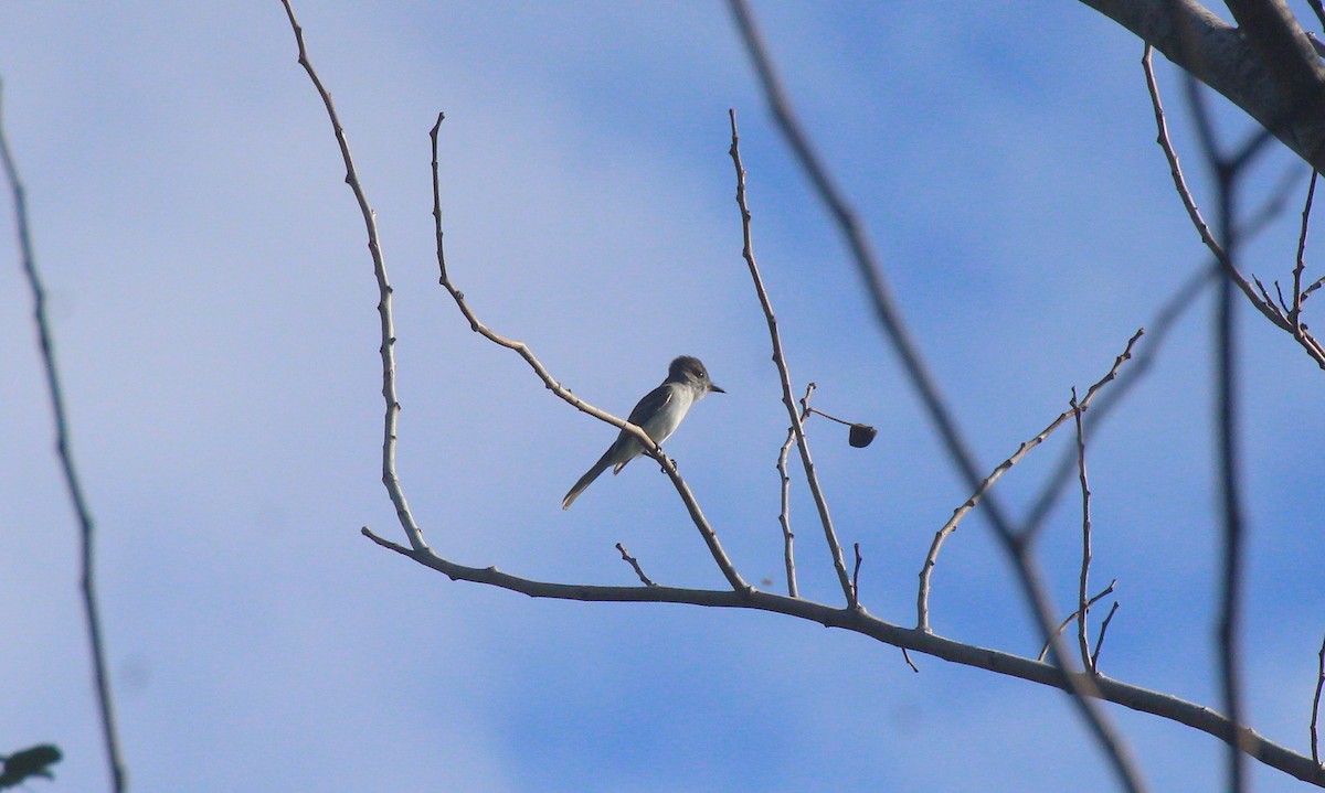 La Sagra's Flycatcher - ML640925019