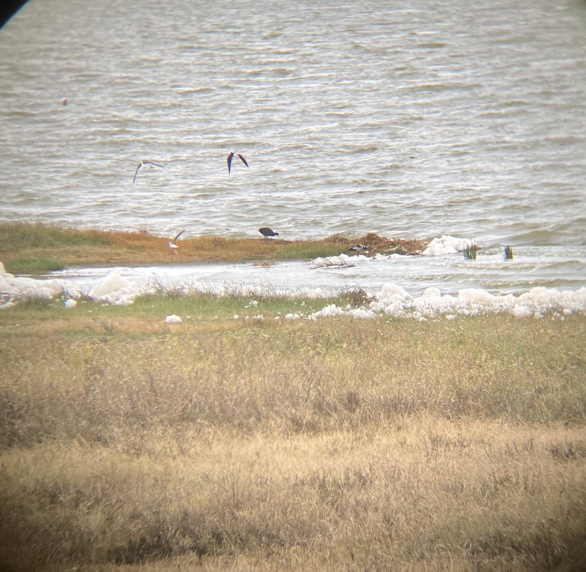 Red-knobbed Coot - ML640925030