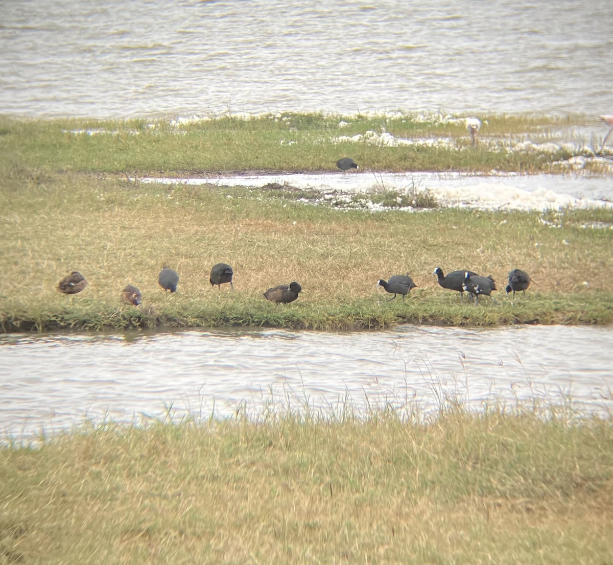 Red-knobbed Coot - ML640925031