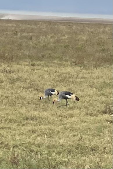 Gray Crowned-Crane - ML640925047