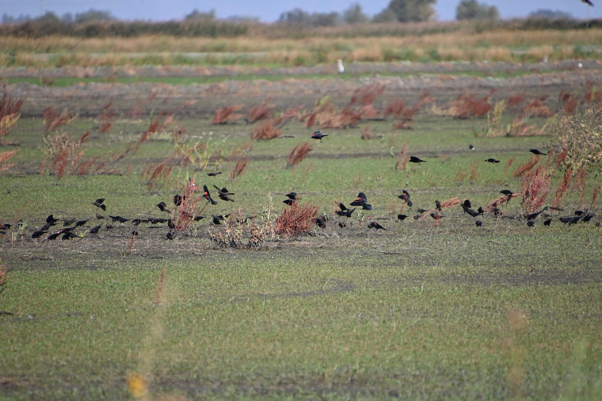 Red-winged Blackbird (California Bicolored) - ML640925059