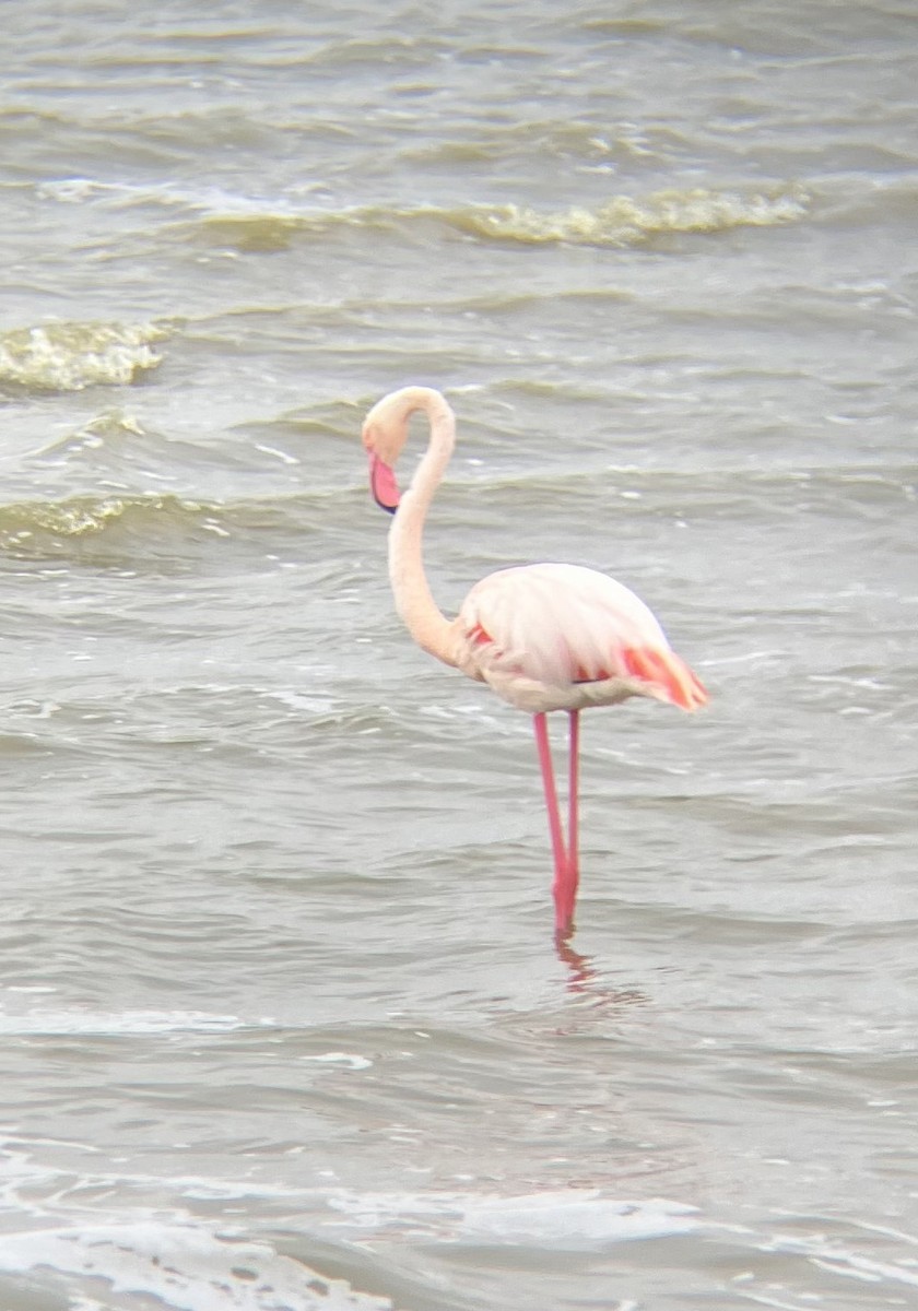 Ягаан нал - ML640925060