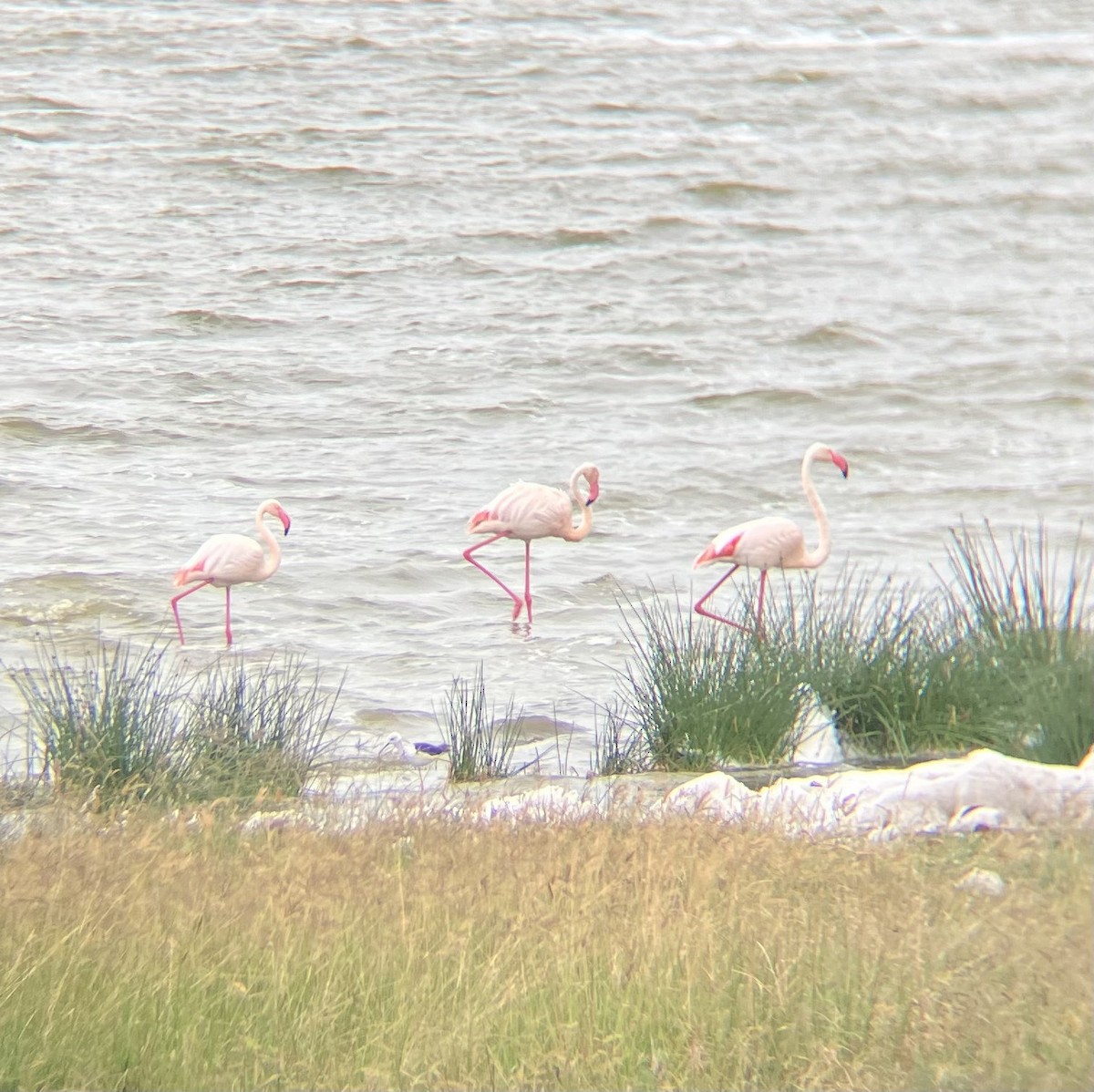 Ягаан нал - ML640925062