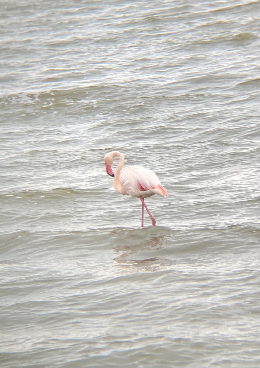 Ягаан нал - ML640925063